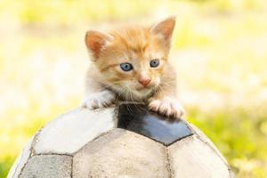 gatinho com uma bola de futebol foto