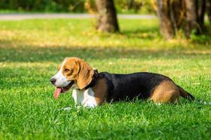 cachorro beagle na grama foto