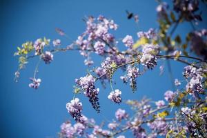 flor de glicínia lilás foto