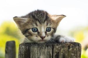 gatinho em cima do muro foto