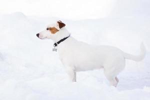 Jack Russell terrier foto