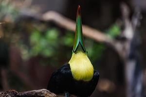 tucano colorido no aviário. retrato de pássaros, vida selvagem, cabeça de animal com olhos na folhagem tropical turva foto