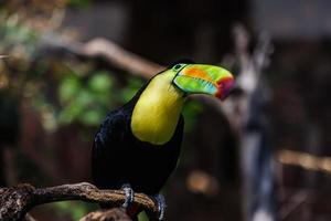 tucano colorido no aviário. retrato de pássaros, vida selvagem, cabeça de animal com olhos na folhagem tropical turva foto