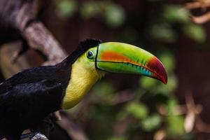 tucano colorido no aviário. retrato de pássaros, vida selvagem, cabeça de animal com olhos na folhagem tropical turva foto