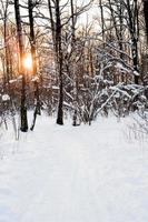 pôr do sol na floresta de inverno foto