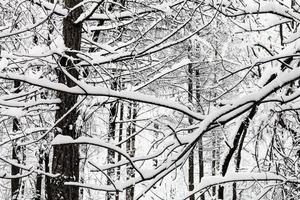 galhos entrelaçados cobertos de neve na floresta nevada foto