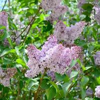 ramos de lilás roxo e folhas verdes. ramo florescendo de lilás foto