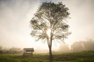 silhueta da árvore e cabana na manhã de nevoeiro foto