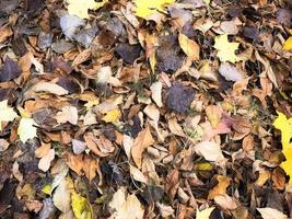 textura de folhas diferentes de outono caído natural colorido amarelo e vermelho, marrom. o fundo foto