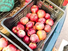 lindas maçãs saudáveis, suculentas e suculentas, naturais, frescas, vermelhas e amarelas, bonitas, em uma cesta de plástico preta foto