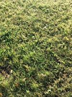 textura de grama verde fofa natural fresca verde, gramado iluminado pelo sol. o fundo foto