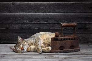 um gato grosso está localizado ao lado de um ferro de carvão velho pesado e enferrujado em uma superfície de madeira foto