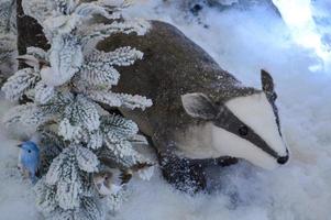 texugo na árvore de natal na neve foto