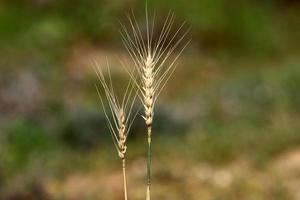 espigas de campo flores secas naturais de 80 centímetros de altura. foto