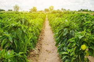 plantações de pimentão doce búlgaro. agricultura e agricultura. cultivo, cuidado e colheita. crescer e produção de produtos agrícolas para venda. terras agrícolas. cultivo de plantas, agronomia. foto