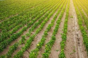 plantações de pimentão doce búlgaro. agricultura e agricultura. cultivo, cuidado e colheita. cultivo de plantas, agronomia. crescer e produção de produtos agrícolas para venda. terras agrícolas foto