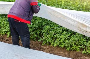 um agricultor abre uma plantação de batata spunbond. abertura de arbustos de batata jovem à medida que aquece. endurecimento das plantas no final da primavera. agroindústria, agricultura. remoção de túneis de efeito estufa após o aquecimento foto