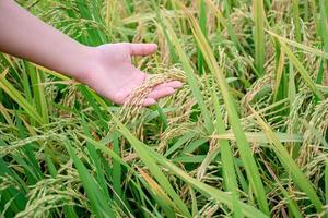 close-up da mão de um agricultor tocando um arroz macio em um campo de arroz, agricultura.