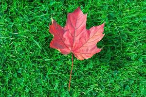 bordo de folha de outono na grama verde foto
