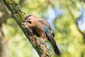 garrulus glandarius em um galho foto