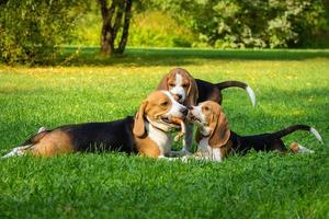 cachorro beagle na grama foto