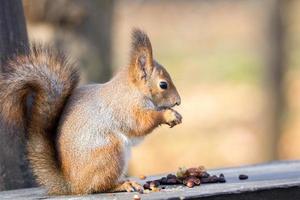esquilo vermelho em um galho no outono foto