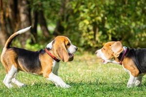 cachorro beagle na grama foto