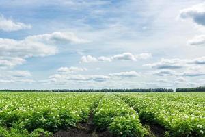 campo de batata da rússia foto