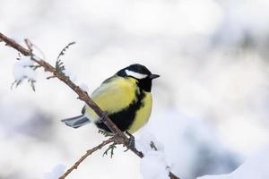 o parque de pássaros no inverno foto