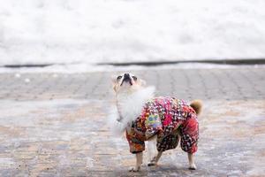 terno chihuahua no inverno foto