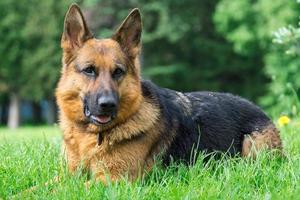 cachorro na grama foto