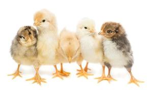 cinco galinhas em fundo branco foto