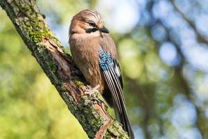 garrulus glandarius em um galho foto