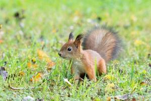 esquilo na grama foto