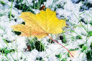 folha de bordo na neve foto