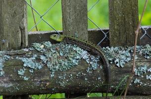 lagarto verde em um log foto