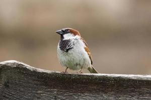 passer domesticus em um galho foto