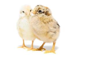 duas galinhas em fundo branco foto