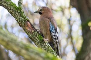 garrulus glandarius em um galho foto