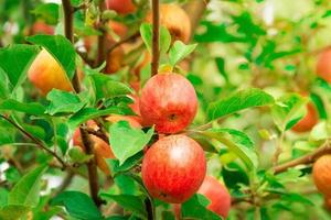 maçãs frescas em macieiras foto