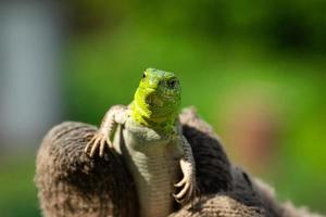 lagarto verde na grama foto