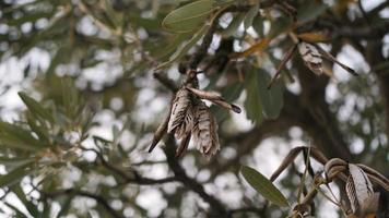 uma árvore de algodão está madura produzindo algodão puro foto