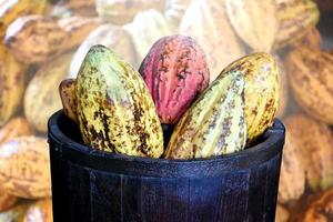 frutas maduras de cacau na cesta de madeira, foco suave e seletivo. foto