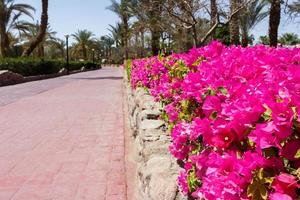 flores cor de rosa na estrada do parque. arranjo de jardim no parque foto