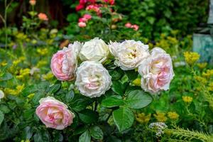 rosas em um arbusto em um jardim. DOF raso foto