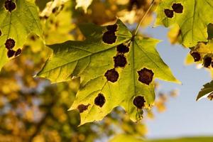 folhagem de bordo amarelada na temporada de outono foto