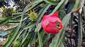 fruta do dragão vermelho que está maduro na árvore e verde nas costas 03 foto