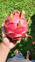 mão esquerda segurando a fruta do dragão vermelho no fundo da grama verde 03 foto