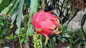 fruta do dragão que é vermelha e madura na árvore 02 foto