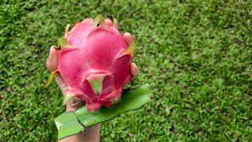 paisagem, mão esquerda segurando a fruta do dragão vermelho com tronco de árvore no fundo da grama 02 foto